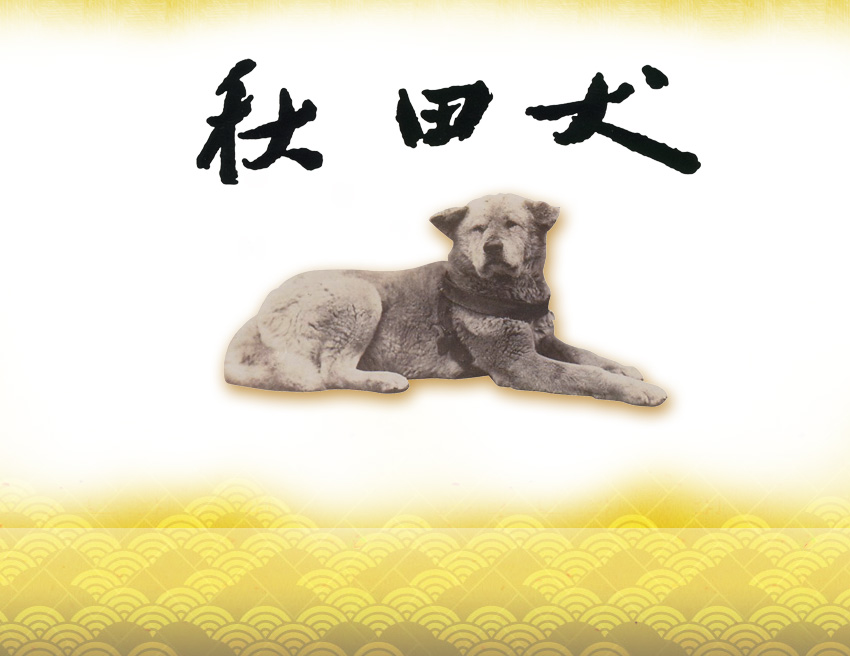 秋田犬保存会徳島支部ロゴ画像